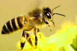 蜜蜂的作文