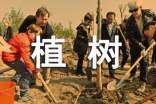 植樹的作文(共4篇)