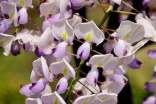 紫藤花作文7篇【熱】